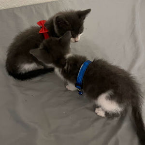 Meet your Posher, Maria g